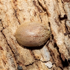 Paropsis atomaria (Eucalyptus leaf beetle) at Wanniassa, ACT - 12 Aug 2025 by AlisonMilton