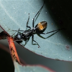 Camponotus aeneopilosus (A Golden-tailed sugar ant) at Wanniassa, ACT - 12 Aug 2025 by AlisonMilton