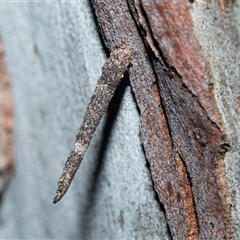 Conoeca guildingi (A case moth) at Wanniassa, ACT - 12 Aug 2025 by AlisonMilton