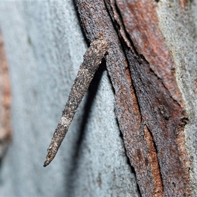 Conoeca guildingi (A case moth) at Wanniassa, ACT - 12 Aug 2025 by AlisonMilton