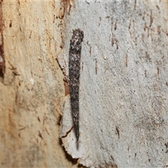 Conoeca guildingi (A case moth) at Wanniassa, ACT - 12 Aug 2025 by AlisonMilton