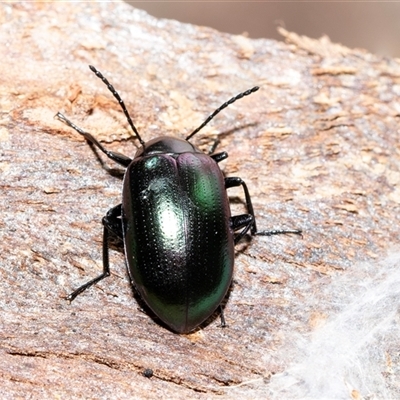 Chalcopteroides columbinus (Rainbow darkling beetle) at Wanniassa, ACT - 12 Aug 2025 by AlisonMilton