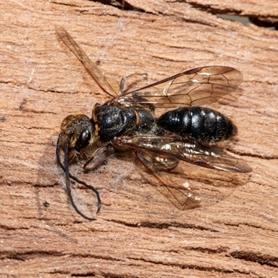 Unverified Wasp (Hymenoptera, Apocrita) at Wanniassa, ACT - 12 Aug 2025 by AlisonMilton