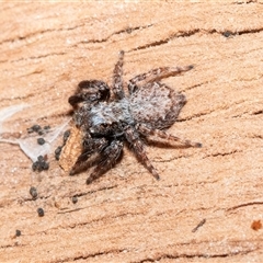 Servaea incana (Hoary Servaea) at Wanniassa, ACT - 12 Aug 2025 by AlisonMilton
