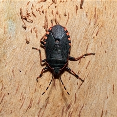 Notius depressus (Shield bug) at Wanniassa, ACT - 12 Aug 2025 by AlisonMilton