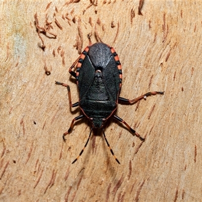 Notius depressus (Shield bug) at Wanniassa, ACT - 12 Aug 2025 by AlisonMilton