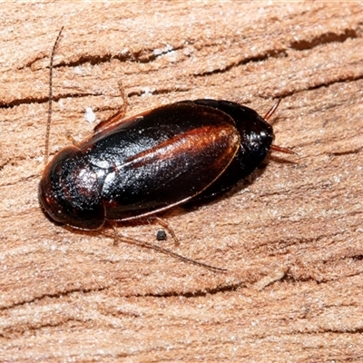 Paratemnopteryx couloniana at Wanniassa, ACT - 12 Aug 2025 by AlisonMilton
