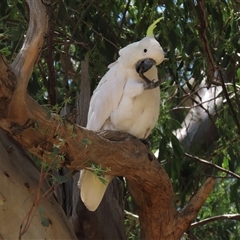 Cacatua galerita (Sulphur-crested Cockatoo) at Franklin, ACT - 3 Feb 2021 by AndyRoo