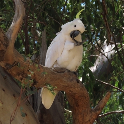 Cacatua galerita (Sulphur-crested Cockatoo) at Franklin, ACT - 3 Feb 2021 by AndyRoo