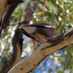 Acridotheres tristis (Common Myna) at Franklin, ACT - 3 Feb 2021 by AndyRoo