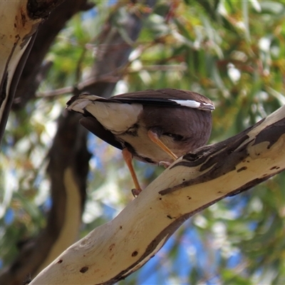 Acridotheres tristis (Common Myna) at Franklin, ACT - 3 Feb 2021 by AndyRoo