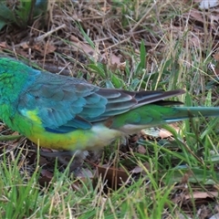 Psephotus haematonotus (Red-rumped Parrot) at Franklin, ACT - 3 Feb 2021 by AndyRoo