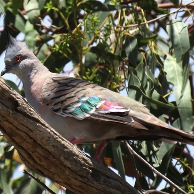 Ocyphaps lophotes (Crested Pigeon) at Franklin, ACT - 3 Feb 2021 by AndyRoo