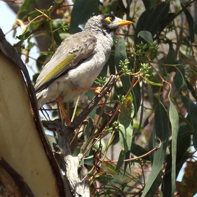 Manorina melanocephala (Noisy Miner) at Franklin, ACT - 3 Feb 2021 by AndyRoo