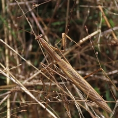 Archimantis sp. (genus) (Large Brown Mantis) at Franklin, ACT - 13 Mar 2021 by AndyRoo