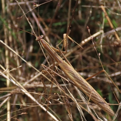 Archimantis sp. (genus) (Large Brown Mantis) at Franklin, ACT - 13 Mar 2021 by AndyRoo