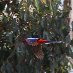 Platycercus elegans (Crimson Rosella) at Kambah, ACT - 14 Aug 2025 by RodDeb