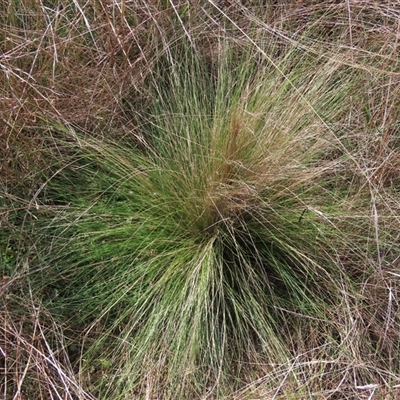 Nassella trichotoma (Serrated Tussock) at Franklin, ACT - 13 Mar 2021 by AndyRoo