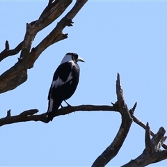 Gymnorhina tibicen (Australian Magpie) at Kambah, ACT - 14 Aug 2025 by RodDeb