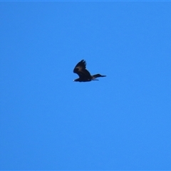 Aquila audax (Wedge-tailed Eagle) at Kambah, ACT - 14 Aug 2025 by RodDeb