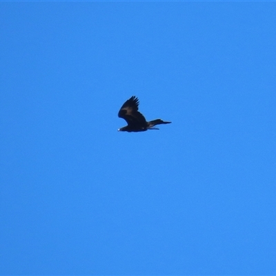 Aquila audax (Wedge-tailed Eagle) at Kambah, ACT - 14 Aug 2025 by RodDeb