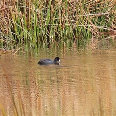 Fulica atra (Eurasian Coot) at Kambah, ACT - 14 Aug 2025 by RodDeb