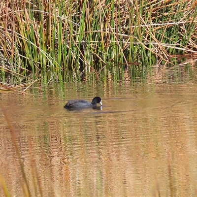 Fulica atra (Eurasian Coot) at Kambah, ACT - 14 Aug 2025 by RodDeb
