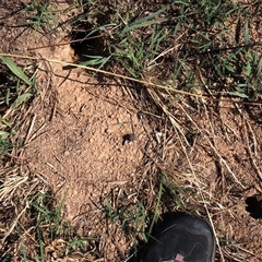 Unverified Mammal at Franklin, ACT - 13 Mar 2021 by AndyRoo
