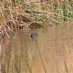 Gallinula tenebrosa (Dusky Moorhen) at Kambah, ACT - 14 Aug 2025 by RodDeb