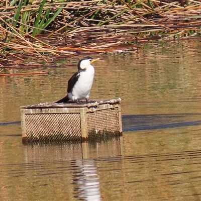 Microcarbo melanoleucos (Little Pied Cormorant) at Kambah, ACT - 14 Aug 2025 by RodDeb