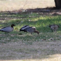 Chenonetta jubata (Australian Wood Duck) at Kambah, ACT - 14 Aug 2025 by RodDeb