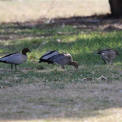 Chenonetta jubata (Australian Wood Duck) at Kambah, ACT - 14 Aug 2025 by RodDeb