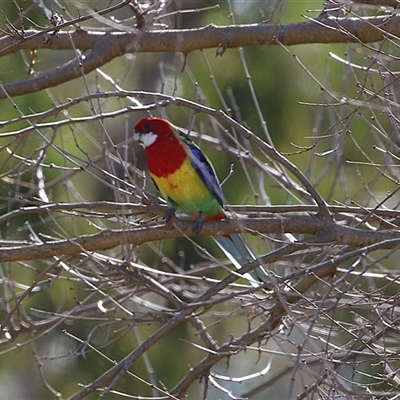Platycercus eximius (Eastern Rosella) at Kambah, ACT - 14 Aug 2025 by RodDeb
