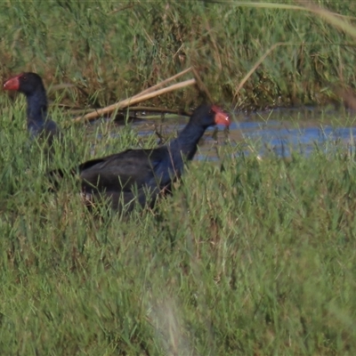 Porphyrio melanotus (Australasian Swamphen) at Mitchell, ACT - 12 Apr 2021 by AndyRoo