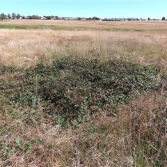 Rubus sp. at Harrison, ACT - 12 Apr 2021 by AndyRoo