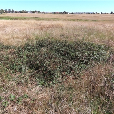 Rubus sp. at Harrison, ACT - 12 Apr 2021 by AndyRoo
