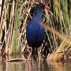 Porphyrio melanotus (Australasian Swamphen) at Mitchell, ACT - 26 May 2021 by AndyRoo