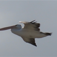 Pelecanus conspicillatus (Australian Pelican) at Franklin, ACT - 26 May 2021 by AndyRoo
