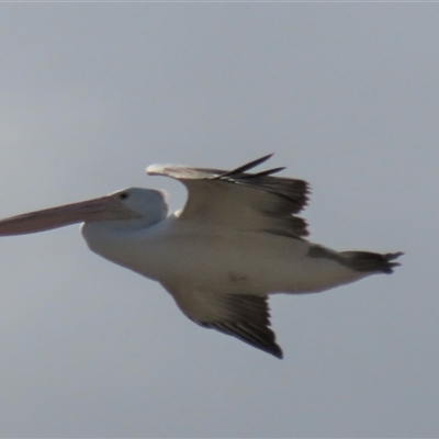 Pelecanus conspicillatus (Australian Pelican) at Franklin, ACT - 26 May 2021 by AndyRoo