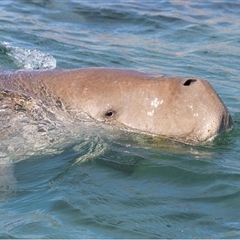 Dugong dugon (Dugong) at Ningaloo, WA - 28 May 2021 by MichaelBedingfield