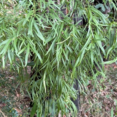 Denhamia silvestris at Caparra, NSW - 14 Aug 2025 by maznee