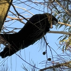 Calyptorhynchus lathami lathami (Glossy Black-Cockatoo) at Bundanoon, NSW - 24 Jul 2025 by GITM1