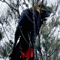 Calyptorhynchus lathami lathami (Glossy Black-Cockatoo) at Bundanoon, NSW - 8 Aug 2025 by GITM1