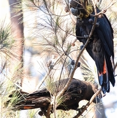 Calyptorhynchus lathami lathami (Glossy Black-Cockatoo) at Penrose, NSW - 12 Aug 2025 by Aussiegall