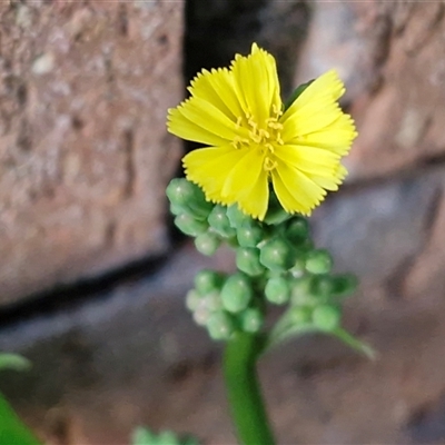 Unverified Daisy at Valla Beach, NSW - 14 Aug 2025 by trevorpreston