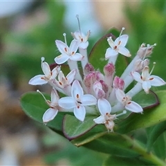 Unverified Other Shrub at Nambucca Heads, NSW - 13 Aug 2025 by trevorpreston