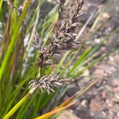 Lepidosperma laterale (Variable Sword Sedge) at Boolijah, NSW - 13 Aug 2025 by JaneR