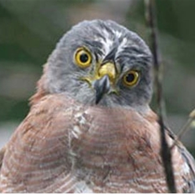 Accipiter fasciatus natalis (Christmas Island Goshawk) at  - suppressed by MichaelBedingfield