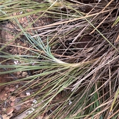 Lomandra glauca (Pale Mat-rush) at Boolijah, NSW - 13 Aug 2025 by JaneR