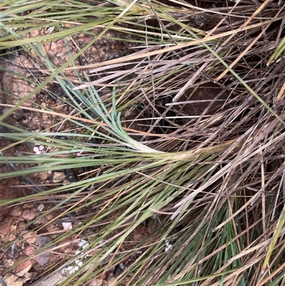 Lomandra glauca (Pale Mat-rush) at Boolijah, NSW - 13 Aug 2025 by JaneR